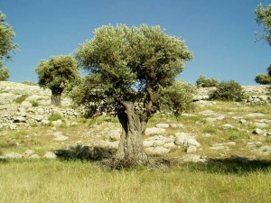 Olive Tree Live